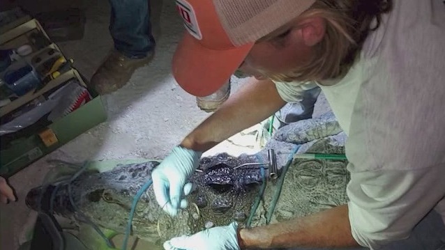 'Crocodile Whisperer' uses unique method